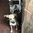 Secretaria de Meio Ambiente de Suzano resgata 13 cães em situação de maus-tratos