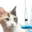 HypoCat: a vacina que neutraliza a proteína causadora da alergia a gatos e aproxima pets de tutores alérgicos