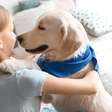 Adoção responsável de pets fortalece vínculos e a saúde mental