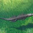A China precisa de uma "blindagem" barata para desviar projéteis no campo de batalha; e encontrou isso nos crocodilos