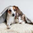 Frio pode causar dores nos pets? Saiba como proteger seu animal