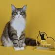 Exposição internacional de gatos terá raças raras e adoção na Hebraica Rio