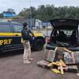Traseira baixa de automóvel chama atenção da PRF e entrega 149 kg de maconha na BR-101