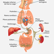 O segundo cérebro: como o eixo intestino-cérebro influencia humor, ansiedade e depressão
