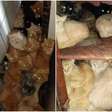 Mais de 400 gatos são encontrados em situação precária em apartamento de SC