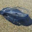 Entenda o que são as 'Velella velella', que intrigaram banhistas em praias da Califórnia