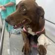 Cachorrinha é baleada na Zona Norte do Rio