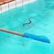 Cobras aparecem em piscina do Centro Olímpico de Nova Iguaçu