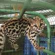 Vídeo: Filhote de gato-maracajá sobrevive a atropelamento e retorna à natureza no RS