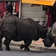 Rinocerontes brigam no meio da rua no Nepal e assustam turistas; veja vídeo