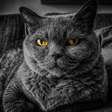 Quer atrair prosperidade? Veja como pedir dinheiro para os gatos do jeito certo