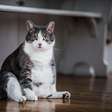 Preto, branco ou filhote: a cor do gato pode mudar o significado do sonho
