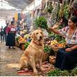 Banho espiritual em pets: curandeiras oferecem rituais de 'limpeza energética' para cães e gatos
