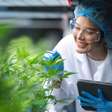 Cannabis medicinal amplia debate industrial no Brasil