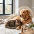 Simpatia para pets: ritual para manter os animais protegidos e saudáveis