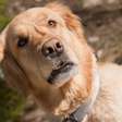7 sinais de que seu cachorro está pedindo mais atenção (e como ajudá-lo)