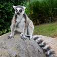 Lêmure: 7 curiosidades sobre esse primata de Madagascar