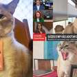 Conheça Renata, gata de Gabeira que faz sucesso na TV