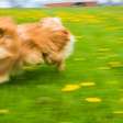 Seu cão anda agitado ou dormindo demais? A culpa pode ser da nova frequência da Terra