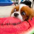 Cão chupando manga? Veja 7 frutas que seu pet pode comer