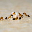 O truque do café para se livrar das formigas em casa é fácil, rápido e sem pesticidas