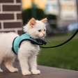 Seu gato pode passear de coleira? Entenda os benefícios e os riscos