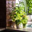 Estas plantas fáceis de cultivar em casa rendem chás deliciosos e naturais