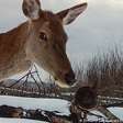 Chernobyl: zona proibida vira refúgio inesperado da vida selvagem