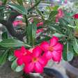 A técnica pouco conhecida que faz sua rosa-do-deserto florescer rápido