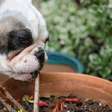 Plantas tóxicas para cães: 8 espécies que podem estar na sua casa