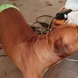 Pitbull salva idoso de sofrer agressões do próprio filho