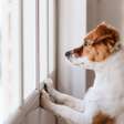 Ansiedade em cachorro: como identificar os sintomas e ajudar seu pet
