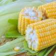 Como congelar milho verde na espiga e aproveitar o sabor o ano todo