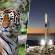 Conservação de espécies ameaçadas de extinção sempre foi um desafio, mas agora vamos monitorá-las do espaço