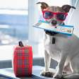 Planejando viajar com seu pet? Saiba como levá-lo de avião