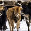 O experimento na Holanda que transformou santuário de animais em campo de extermínio