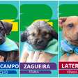 Campanha de adoção transforma cães em figurinhas inspiradas no álbum da Copa do Mundo