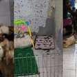 Canil clandestino com quase 150 cães é descoberto em Paulista (PE) e gera investigação