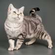 Bolsa primordial: 6 curiosidades sobre a "pelanquinha" na barriga dos gatos