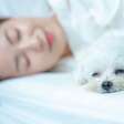 Cachorro pode dormir na cama com o dono? Faz mal? O que saber