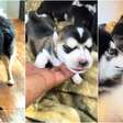 Cantor viraliza ao revelar filhotes nascidos de cruzamento de husky siberiano e raça salsicha