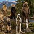 Animais de quatro patas que costumam ficar em pé para vigiar o ambiente
