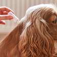 O segredo natural que cura feridas de cães e gatos mais rápido (e sem riscos se eles lamberem)