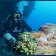 O peixe que confundiu cientistas por décadas agora tem nome inspirado na Vila Sésamo