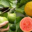 Que fruta é perfeita para quem deseja melhorar a saúde do intestino e a imunidade?