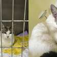 A luta pela vida da gatinha Olívia: Urgência de cirurgia para salvar sua vida