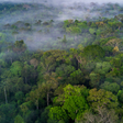 O que é o mercado de crédito de carbono e por que o Brasil está no centro desse debate