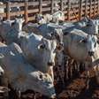 China reconhece Brasil como livre de febre aftosa e suspende proibições