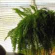 Veja as melhores plantas para decorar sua casa neste inverno