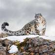 Leopardo-das-neves: 8 curiosidades sobre esse felino raro